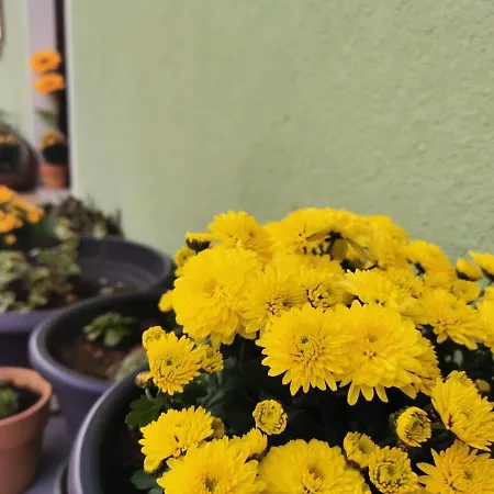 Летний дом La Casa Verde